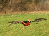 Goudfazant [Chrysolophus pictus]